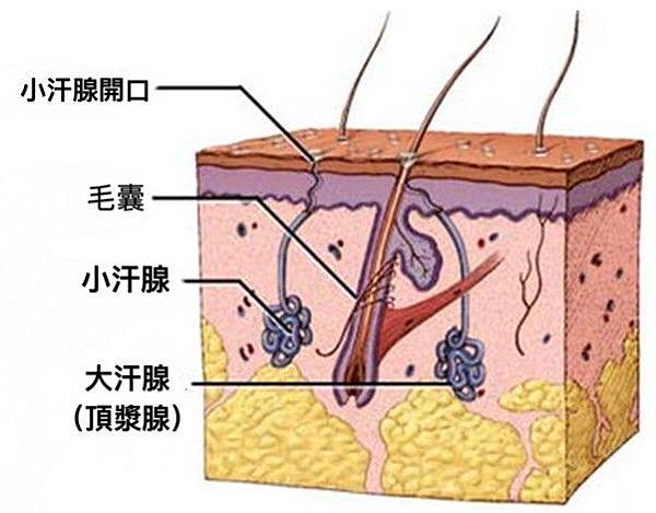 頂漿腺,大小汗腺,狐臭,博恩妍
